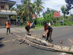 BPBD Jembrana Babat Habis Pohon Perindang, Kerap Bikin Kecelakaan