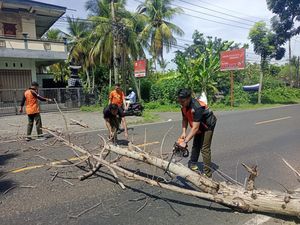 BPBD Jembrana Babat Habis Pohon Perindang, Kerap Bikin Kecelakaan BPBD Jembrana Babat Habis Pohon Perindang, Kerap Bikin Kecelakaan