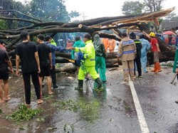 Hujan Tumbangkan Pohon di Blitar, Akses Jalan Nasional Sempat Tertutup Total