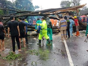 Hujan Tumbangkan Pohon di Blitar, Akses Jalan Nasional Sempat Tertutup Total Hujan Tumbangkan Pohon di Blitar, Akses Jalan Nasional Sempat Tertutup Total