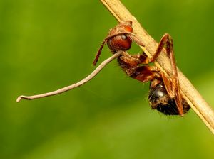 Catat! 4 Tanaman Hias Ini Bisa Bikin Semut di Rumah Tambah Banyak