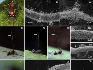 The Last of Us, Perubahan Iklim, dan Infeksi Jamur
