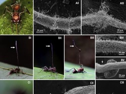 The Last of Us, Perubahan Iklim, dan Infeksi Jamur