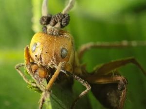 Wajah Horor Semut Jadi Zombie Gegara Jamur The Last of Us