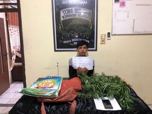 Bawa 1,5 kg Ganja Basah, Pria di Merangin Ditangkap