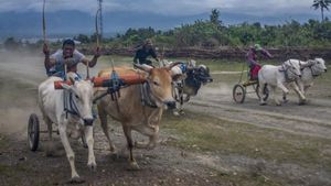 Bukan di Madura, Adu Cepat Karapan Sapi Ini Digelar di Sigi