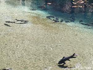 Mitos Ikan Sengkaring dari Blitar, Pantang Diambil Bisa Kesurupan Mitos Ikan Sengkaring dari Blitar, Pantang Diambil Bisa Kesurupan
