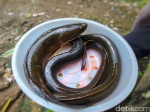 Lautan Sampah dan Perburuan Ikan Sidat di Pantai Loji Sukabumi