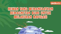 Infografis: Hewan yang Memanfaatkan Kemagnetan Bumi untuk Melakukan Navigasi