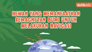 Infografis: Hewan yang Memanfaatkan Kemagnetan Bumi untuk Melakukan Navigasi
