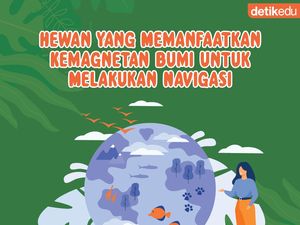 Infografis: Hewan yang Memanfaatkan Kemagnetan Bumi untuk Melakukan Navigasi
