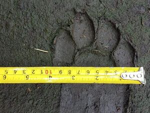 Harimau Sumatera Muncul Lagi di Siak, Warga Diimbau Waspada Harimau Sumatera Muncul Lagi di Siak, Warga Diimbau Waspada