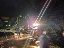 Hujan Angin Terjang Palabuhanratu Sukabumi, Sejumlah Pohon Tumbang