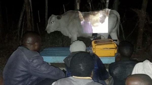 Posisi Teraneh Hewan yang Tertangkap Kamera, Kok Bisa di Situ?