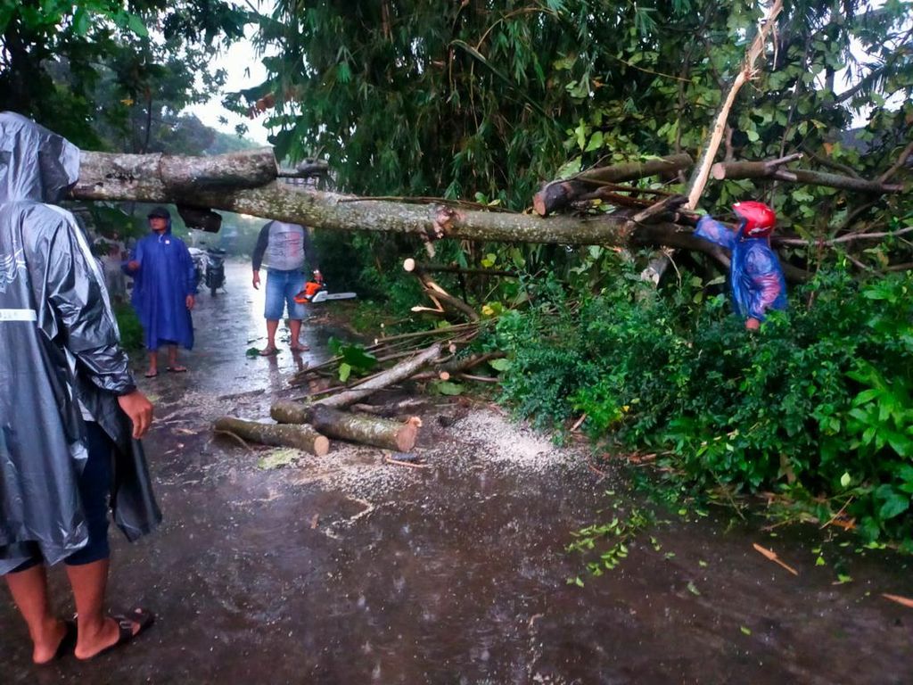 Hujan Lebat-Angin Kencang Landa Klaten, Sejumlah Pohon Tumbang Hujan Lebat-Angin Kencang Landa Klaten, Sejumlah Pohon Tumbang