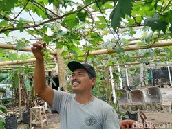 Dulu Tempat Sampah, Kini Jadi Kebun Anggur Penghasil Cuan