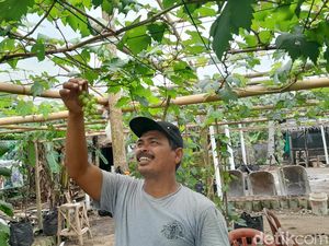 Dulu Tempat Sampah, Kini Jadi Kebun Anggur Penghasil Cuan Dulu Tempat Sampah, Kini Jadi Kebun Anggur Penghasil Cuan