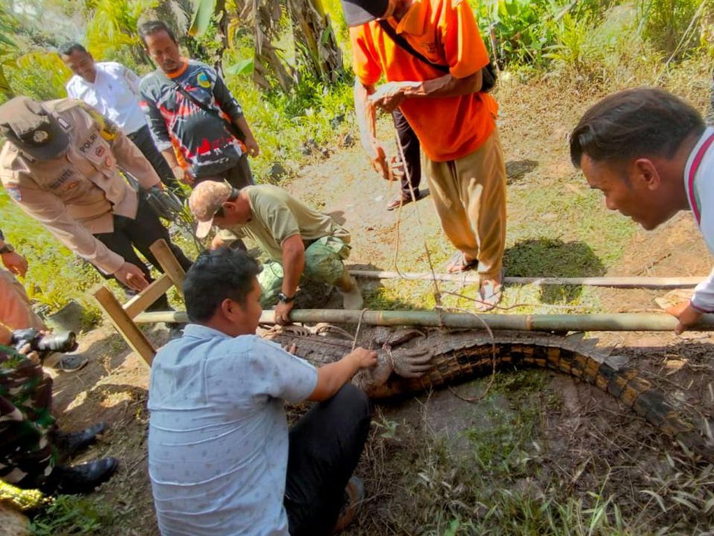 Kerap Masuk Permukiman, Buaya 2,9 Meter Ditangkap Warga di Jambi