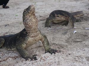 Potensi Besar Pariwisata di Pulau Biawak Indramayu Potensi Besar Pariwisata di Pulau Biawak Indramayu