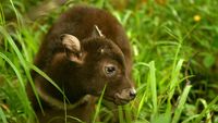 Wow! Ini Anoa Pertama yang Lahir Melalui Operasi Caesar