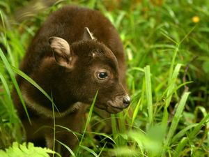 Wow! Ini Anoa Pertama yang Lahir Melalui Operasi Caesar Wow! Ini Anoa Pertama yang Lahir Melalui Operasi Caesar