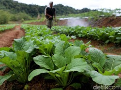 BPS Ungkap 223 Ribu Petani Milenial di Sumut Gaptek