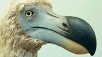 Burung Dodo yang Sudah Punah Mau Dihidupkan Lagi