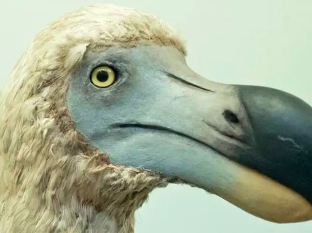 Burung Dodo yang Sudah Punah Mau Dihidupkan Lagi Burung Dodo yang Sudah Punah Mau Dihidupkan Lagi