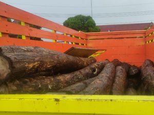Otak Pencurian Kayu Sonokeling di Trenggalek Diburu Otak Pencurian Kayu Sonokeling di Trenggalek Diburu