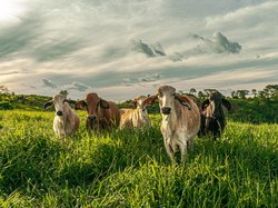 Terpopuler: Wisata Ternak di Inggris Tutup Selamanya, 200 Hewan Terlantar Cari Rumah Baru