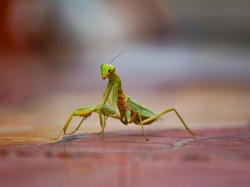 Ciri Hewan Invertebrata: Pengertian, Klasifikasi, Filum, Sistem Pencernaan