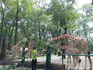 Nama-nama Anak Jerapah di Ragunan Warisan Para Gubernur Jakarta Nama-nama Anak Jerapah di Ragunan Warisan Para Gubernur Jakarta