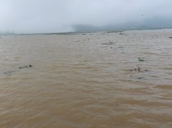 100 Hektare Sawah di Kalibening Banjarnegara Terendam Banjir