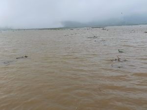 100 Hektare Sawah di Kalibening Banjarnegara Terendam Banjir 100 Hektare Sawah di Kalibening Banjarnegara Terendam Banjir