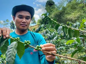 Cita Rasa Kopi Ciwidey yang Mendunia, Karakteristik dan Harganya Cita Rasa Kopi Ciwidey yang Mendunia, Karakteristik dan Harganya