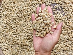 Jadi Incaran! Kopi Ciwidey yang Istimewa dengan Rasa Fruity Kuat