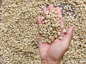 Jadi Incaran! Kopi Ciwidey yang Istimewa dengan Rasa Fruity Kuat Jadi Incaran! Kopi Ciwidey yang Istimewa dengan Rasa Fruity Kuat