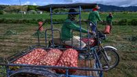 Bawang Jadi Barang Mewah di Filipina, Harganya Lebih Mahal dari Ayam