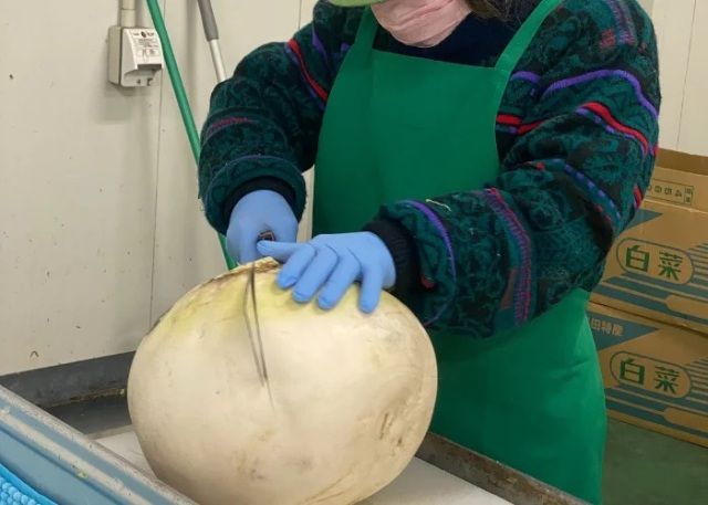 Lobak Terbesar di Dunia Seberat 10 Kg