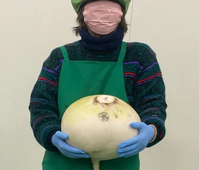 Lobak Terbesar di Dunia Seberat 10 Kg