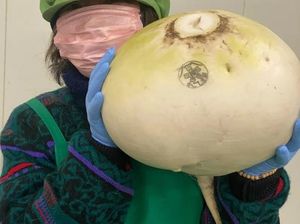 Wow! Lobak Terbesar di Dunia Seberat 10 Kg Ini Dijual Online Wow! Lobak Terbesar di Dunia Seberat 10 Kg Ini Dijual Online