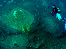 Ilmuwan Temukan Pari Terbesar dan Terlangka di Dunia