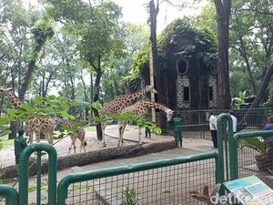 Ragunan Ungkap Rencana Beautifikasi yang Didanai Pemprov DKI Rp 130 M