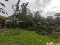 Bruk! Pohon Tua di SMAN 1 Semarang Tumbang Pagi Tadi