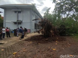 Pohon Tua di SMAN 1 Semarang Tumbang, Begini Instruksi Ganjar