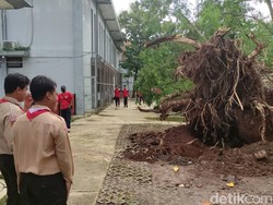 Melihat Before and After Pohon di SMAN 1 Semarang yang Ditebang