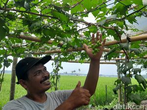 Cara Jitu Warga Pangandaran Raup Cuan Dahsyat dari Anggur