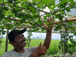 Cara Jitu Warga Pangandaran Raup Cuan Dahsyat dari Anggur