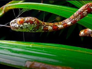 Ular Unik Bermata Oranye Diberi Nama Leonardo DiCaprio