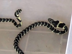 Ngeri Cerita Pemuda Mamasa Tangkap Ular di Dapur Ternyata King Cobra
